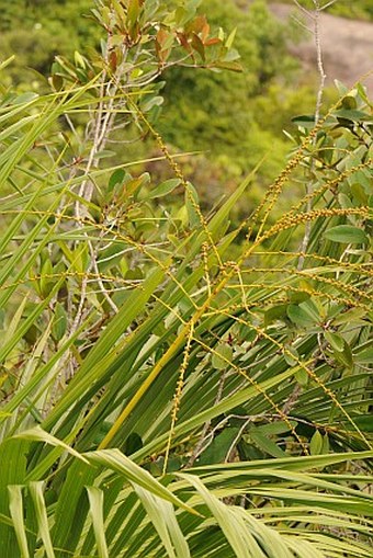 Nephrosperma van-houtteanum