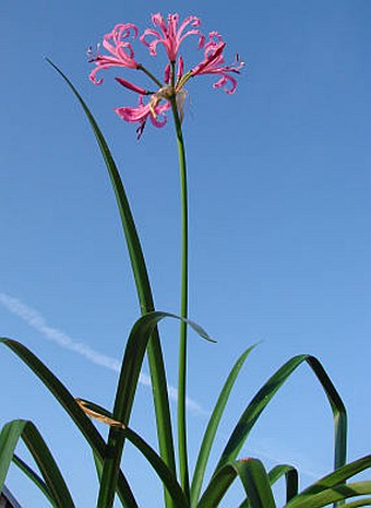 Nerine bowdenii