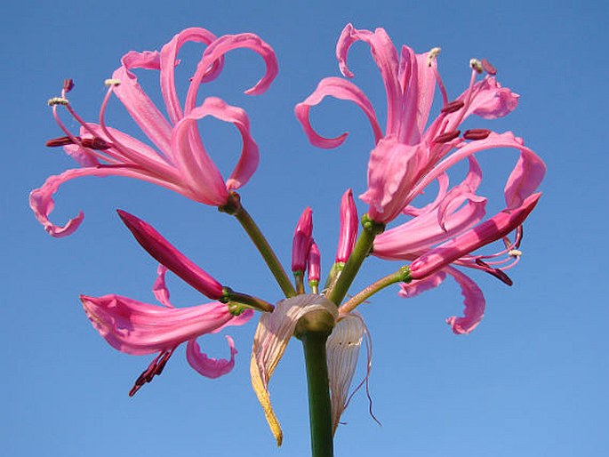 NERINE BOWDENII W. Watson