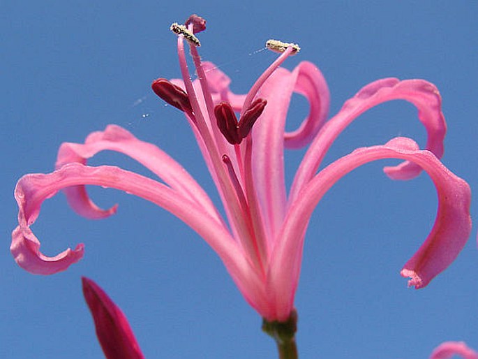 Nerine bowdenii