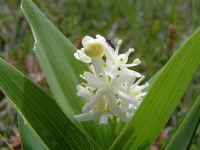 MAIANTHEMUM STELLATUM (L.) Link – pstroček / tôňovka