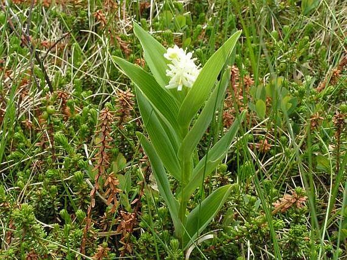 Maianthemum stellatum