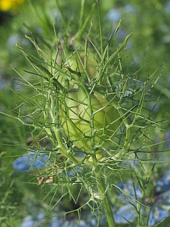 Nigella damascena