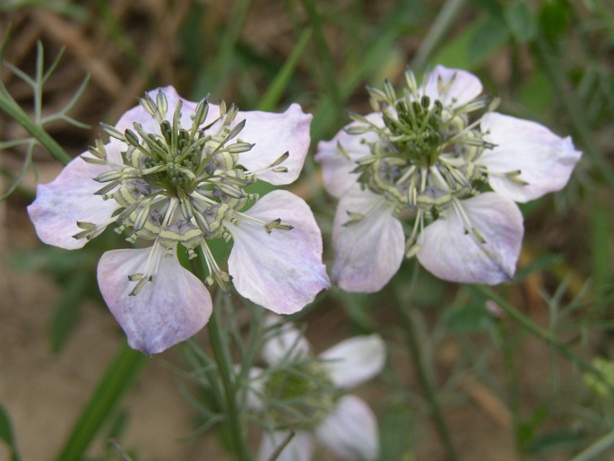 Nigella arvensis