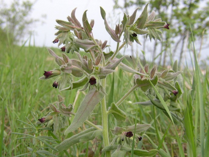 Nonea pulla