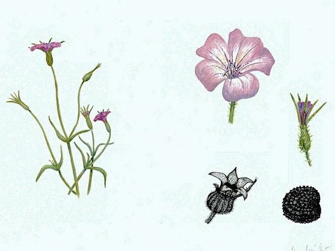 Soutěž Nejlepší botanická ilustrace roku 2012 - Anna Nová Kučerová