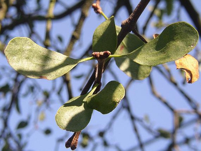 Loranthus europaeus