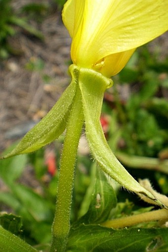 Oenothera biennis