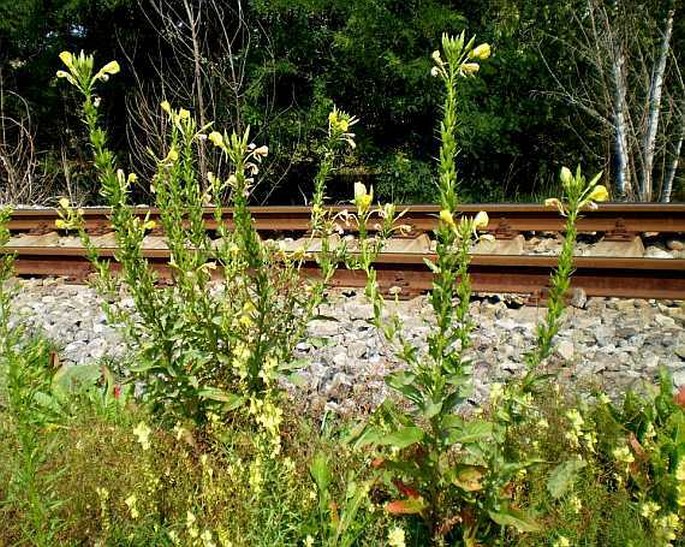 Oenothera biennis