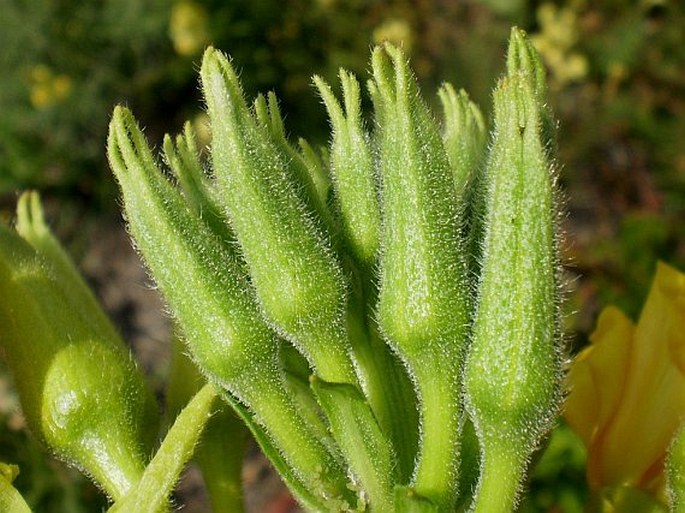 Oenothera biennis