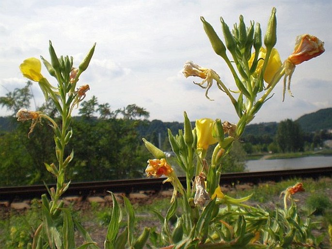 Oenothera biennis