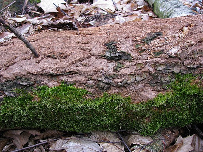 Phellinus ferruginosus