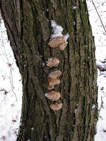 Phellinus pomaceus