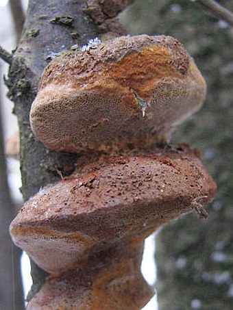 Phellinus pomaceus