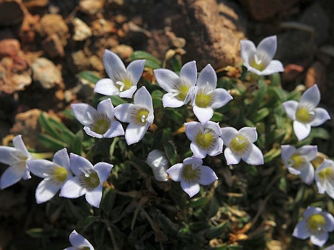 Oldenlandia pulvinata