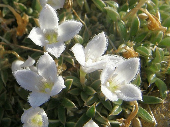 Oldenlandia pulvinata