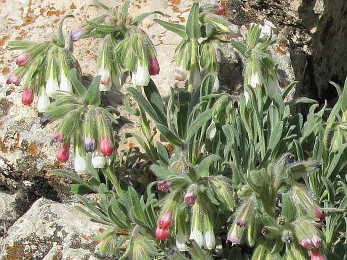 Onosma alborosea