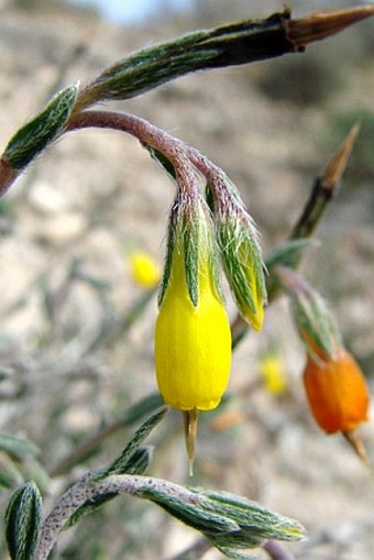 Onosma fruticosa