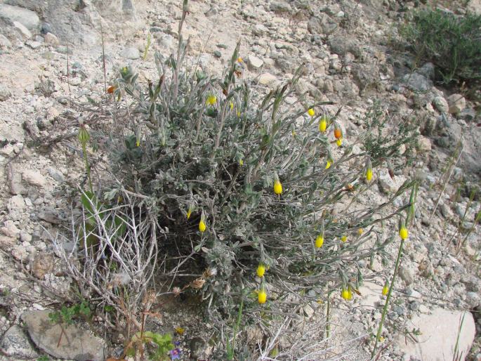 Onosma fruticosa