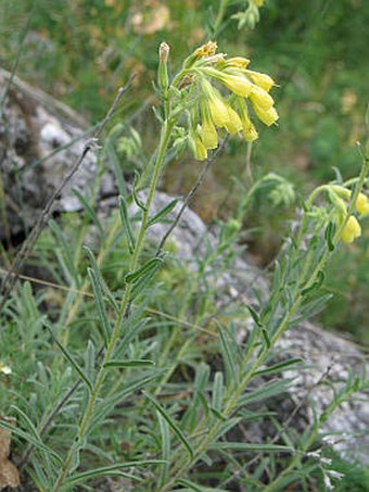 Onosma viridis