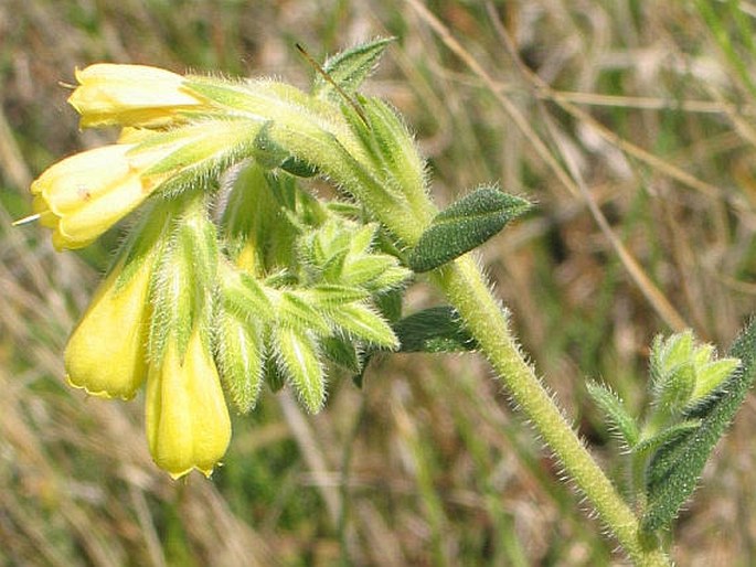 ONOSMA VIRIDIS  Jáv. - ruměnice turnianská / rumenica turnianska