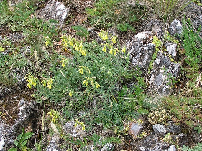 Onosma viridis