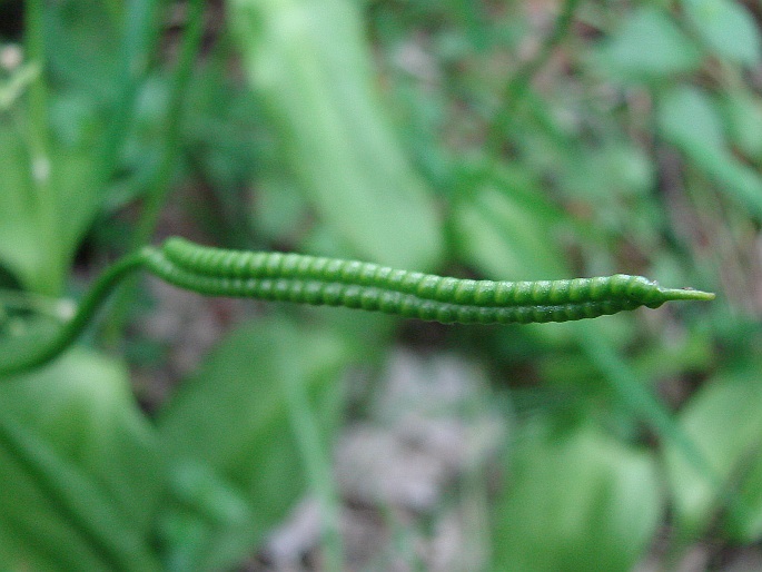 Ophioglossum vulgatum