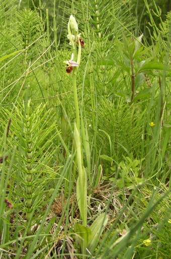 Ophrys holoserica subsp. holubyana