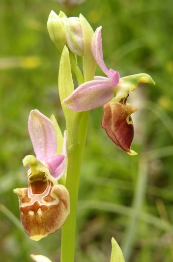 Ophrys holoserica subsp. holubyana