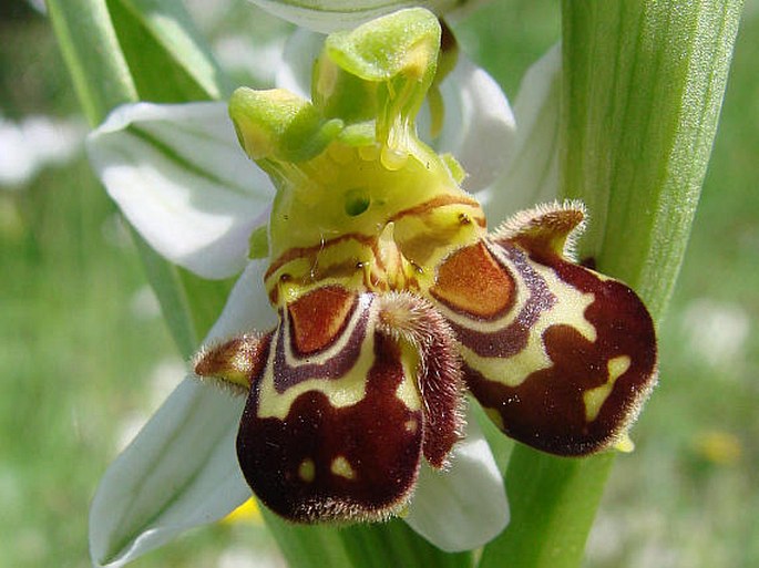 ophrys apifera