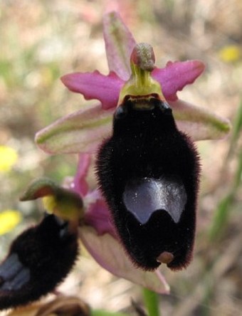 Ophrys bertolonii