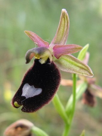 Ophrys bertolonii