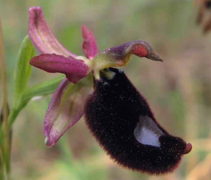 OPHRYS BERTOLONII Moretti – tořič Bertolonův / hmyzovník Bertoloniho