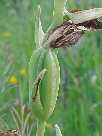 Ophrys sphegodes subsp. passionis var. garganica