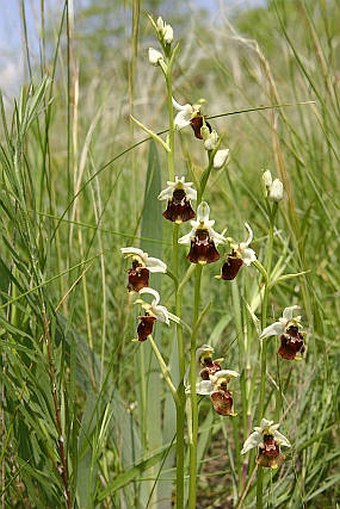 Ophrys holoserica