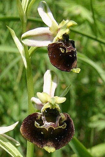 Ophrys holoserica