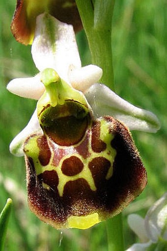 Ophrys holoserica