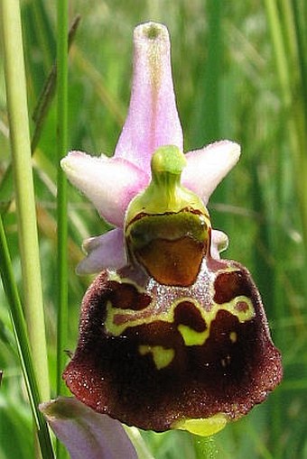 Ophrys holoserica