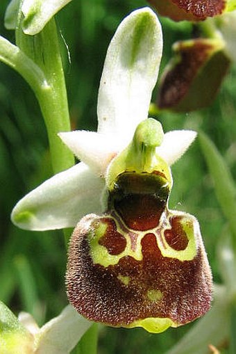 Ophrys holoserica