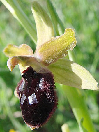 Ophrys promontorii