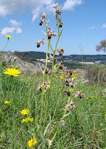 Ophrys scolopax subsp. cornuta