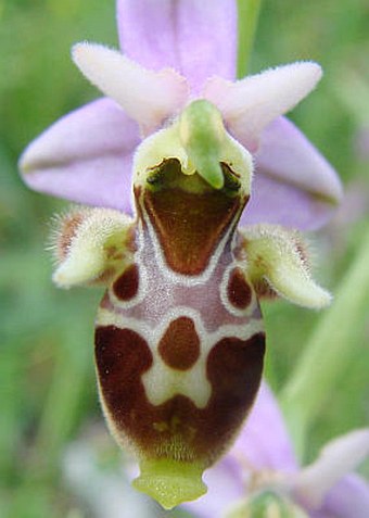Ophrys scolopax subsp. cornuta