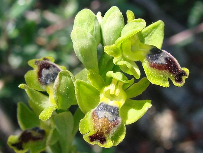 OPHRYS SICULA Tineo – tořič / hmyzovník