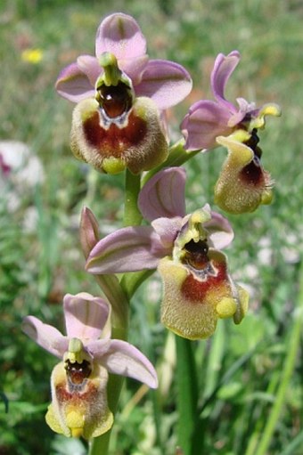 Ophrys tenthredinifera