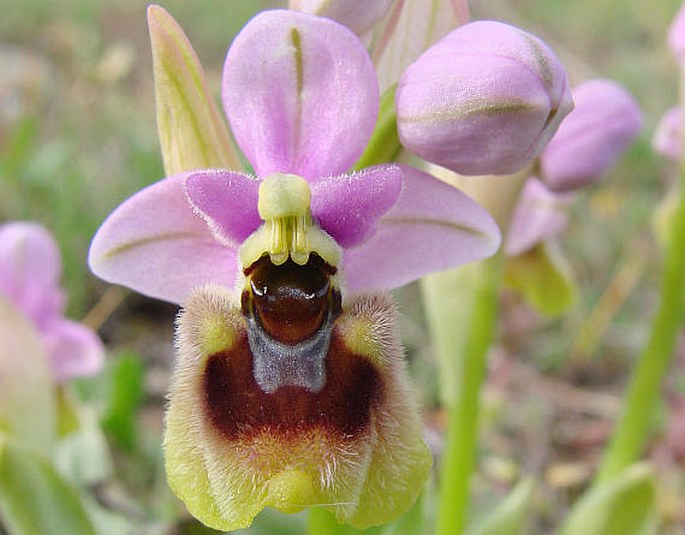 OPHRYS NEGLECTA Parl. – tořič přehlížený / hmyzovník