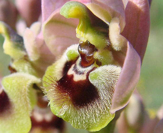 Ophrys tenthredinifera