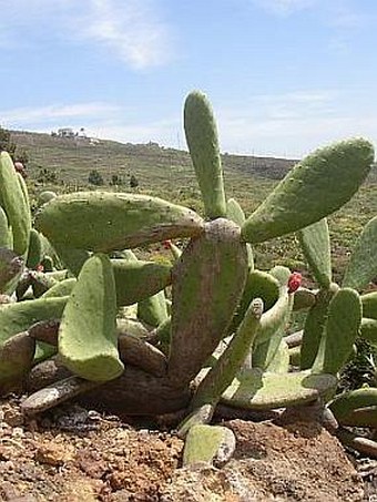 Opuntia ficus-indica