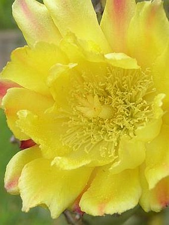 Opuntia ficus-indica