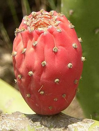 Opuntia ficus-indica