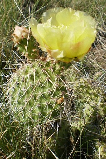 Opuntia polyacantha